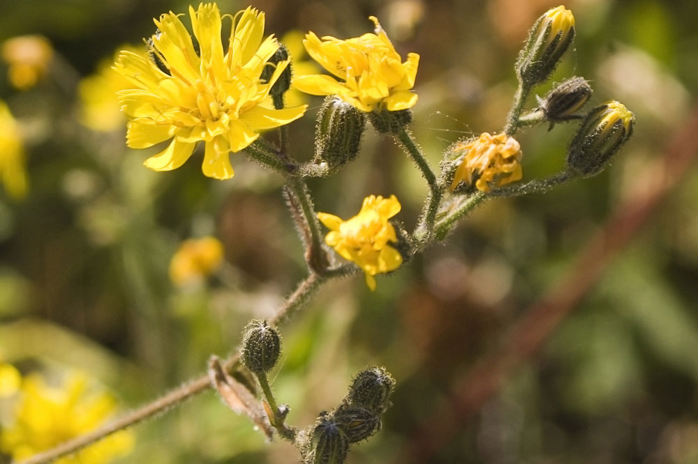 Hieracium prenanthoides / Sparviere a foglie di Prenanthes